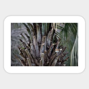 Bluebird Perched On Palm Tree Sticker